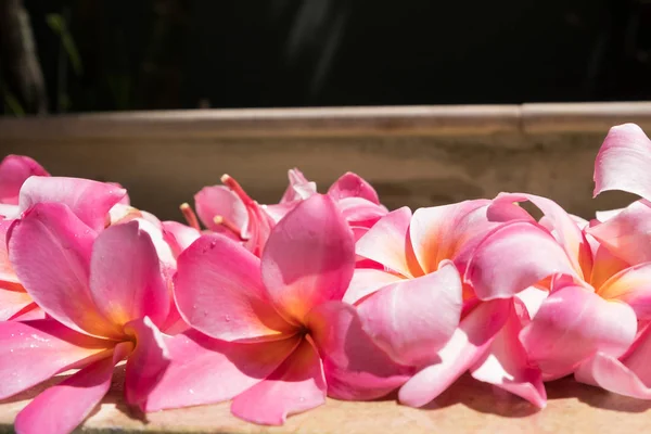 Tropikalne kwiaty Frangipani Plumeria, Leelawadee. W spa. Spokój i cisza. — Zdjęcie stockowe