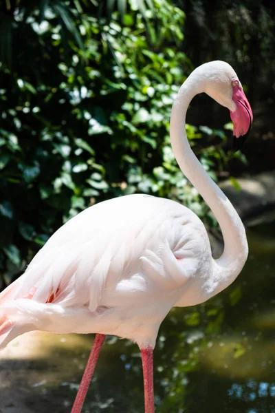 Flamingo birds in a zoo. Concept of animals in the zoo — Stock Photo, Image