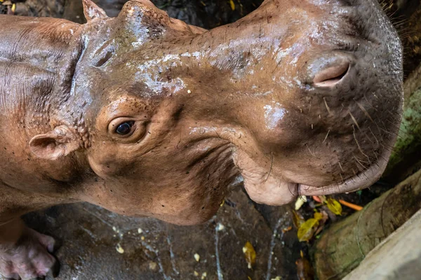 Hippopotamus Hippo az állatkertben. Állatok fogalma az állatkertben. — Stock Fotó