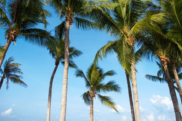 Пальмы на фоне моря и неба . — стоковое фото