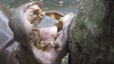 Hayvanat bahçesindeki Hippopotamus Hippo. Hayvanat bahçesinde hayvanlar konsepti.