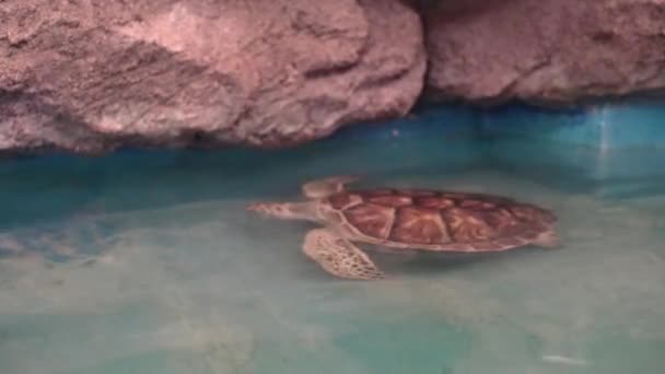 Zeeschildpad in aquarium. Onderwater shot. — Stockvideo