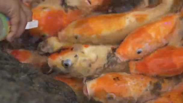 Bunte Koi-Karpfen. bunte und lebhafte Koi-Karpfen schwimmen in einem Teich in Thailand. — Stockvideo