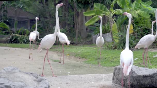 Группа птиц фламинго на озере в зоопарке. Концепция животных в зоопарке — стоковое видео