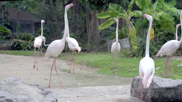 Un grupo de aves flamencas en un lago en un zoológico. Concepto de animales en el zoológico — Vídeos de Stock