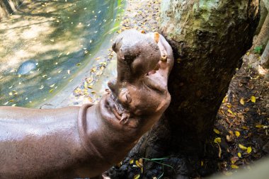 Hayvanat bahçesindeki Hippopotamus Hippo. Hayvanat bahçesinde hayvanlar konsepti.