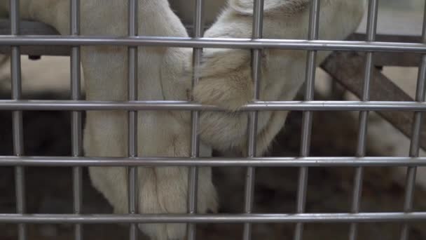 Paws of a lion in a cage. Close-up. lonely lioness is locked up. — Stock Video