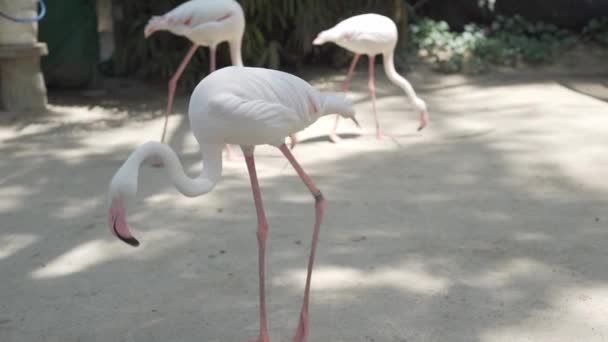 Un grupo de aves flamencas en un lago en un zoológico. Concepto de animales en el zoológico — Vídeo de stock