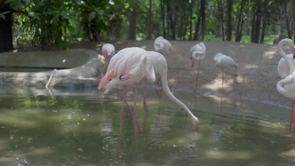 Μια ομάδα από φλαμίνγκο πουλιά σε μια λίμνη σε ένα ζωολογικό κήπο. Έννοια των ζώων στον ζωολογικό κήπο — Αρχείο Βίντεο