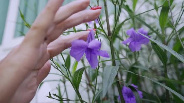 La mano femenina recoge una flor púrpura, primer plano . — Vídeos de Stock