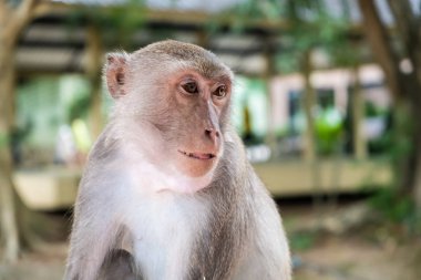 Maymun. Hayvanat bahçesinde hayvanların kavramı. yumuşak odak