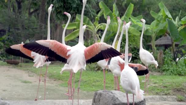 Un grupo de aves flamencas en un lago en un zoológico. Concepto de animales en el zoológico — Vídeos de Stock