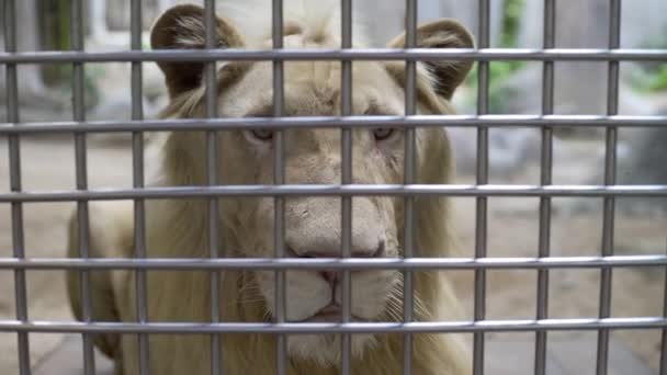 동물원의 새장에서 슬픈 사자. 외로운 사자가 갇혀있다. — 비디오
