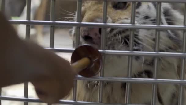 Einsam trauriger weißer Tiger keine Freiheit im Käfig. Tiger werden im Käfig gefüttert. Konzept der Tiere im Zoo. — Stockvideo