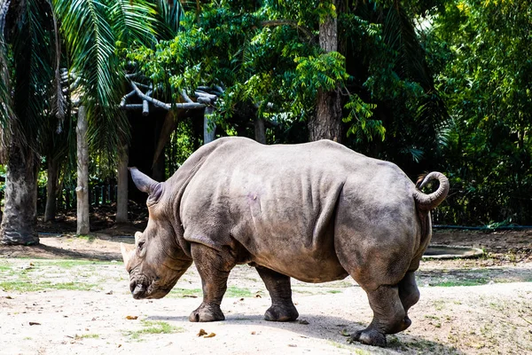 Портрет милого самца быка носорога или носорога. Концепция животных в зоопарке — стоковое фото