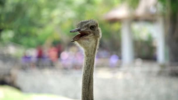 Ostrich in the zoo. Concept of animals in the zoo. — Stock Video