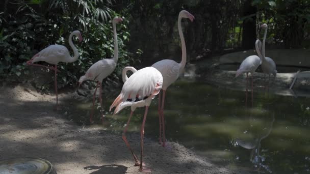 Een groep Flamingo vogels op een meer in een dierentuin. Concept van dieren in de dierentuin — Stockvideo