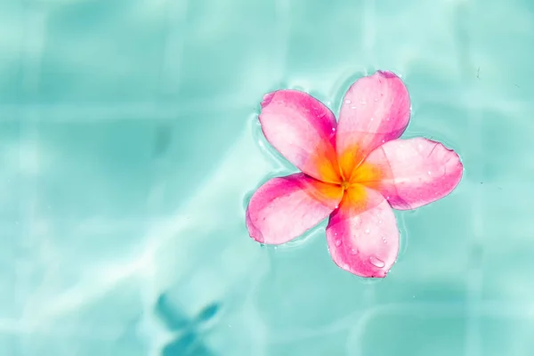 Tropikalny kwiat Frangipani Plumeria, Leelawadee pływających w wodzie. Basen spa. Spokój i cisza. — Zdjęcie stockowe