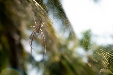 Örümcek Web üzerinde. Yeşil bulanık arka plan ile Web üzerinde kahverengi Avrupa Bahçe örümcek. yumuşak odak