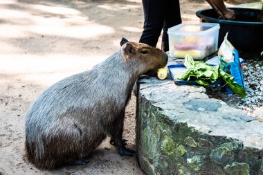 Kapibara. Kapibara hydrochoerus hidrochaeris. Dünyanın en büyük kemirgen. Capybara yeşil çim üzerinde oturuyor. Hayvanat bahçesinde hayvanların kavramı.