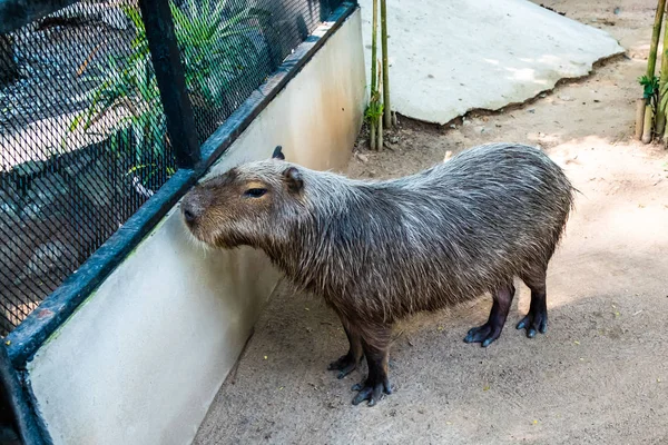 Wasserschwein. Wasserschwein hydrochoerus hydrochaeris. Das größte Nagetier der Welt. Wasserschwein sitzt auf grünem Gras. das Konzept der Tiere im Zoo. — Stockfoto