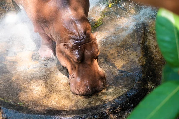 カバの飲料水。動物園の動物の概念. — ストック写真