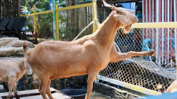 パタヤ、タイ - 2019年5月14日:動物園でヤギに餌を与え、草を与える草を持つ人々. — ストック写真