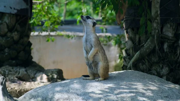 Sweet Mongoose. Le concept des animaux dans le zoo . — Photo