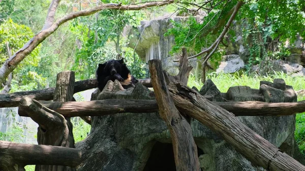 O urso está a dormir numa árvore. Conceito de animais no zoológico — Fotografia de Stock