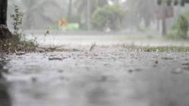 Panorama de la selva verde durante la lluvia tropical. Árboles de selva verde y palmeras, niebla y lluvia tropical — Vídeo de stock