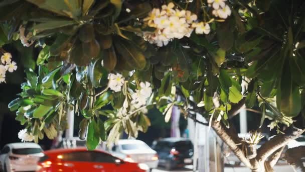 Thai green tree mit plumeria blumen auf einem verschwommenen hintergrund der straße und vorbeifahrenden autos — Stockvideo