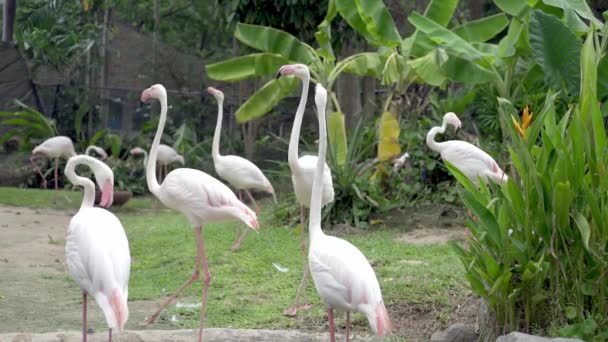 動物園の湖にフラミンゴの鳥のグループ。動物園の動物の概念 — ストック動画