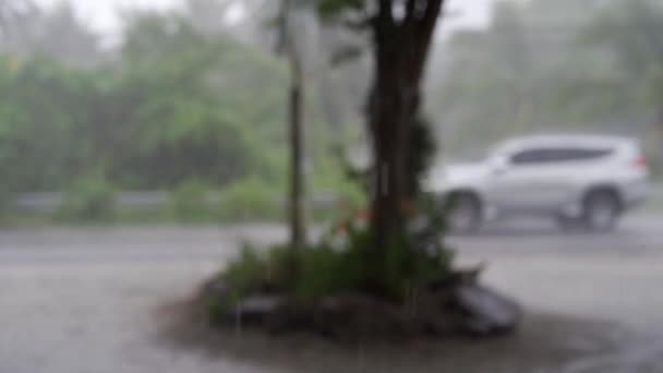 Panorama de la selva verde durante la lluvia tropical. Árboles de selva verde y palmeras, niebla y lluvia tropical — Vídeos de Stock