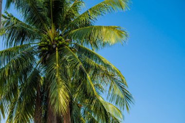 Palmiye gökyüzünde yapraklar. Palmiye mavi gökyüzü ile denizde bırakır.