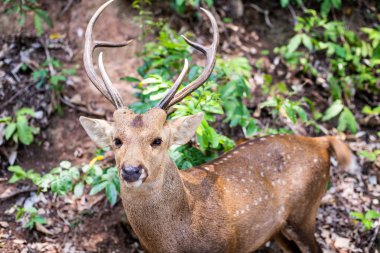 çim ve bitkilerde güzel fawn. Uzun kulakları bana Bambi'yi hatırlattı. Hayvanat bahçesinde konsept hayvanlar