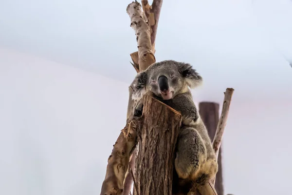 Bonito coala bonito. O conceito de animais no zoológico — Fotografia de Stock