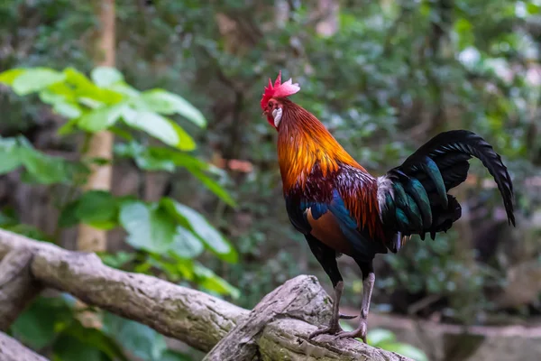 Galo colorido na cerca. Galo vermelho na fazenda — Fotografia de Stock