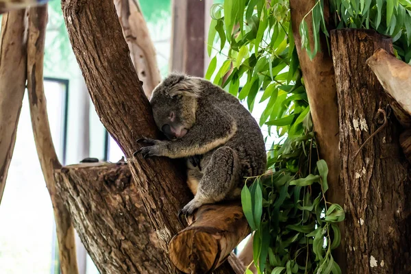 Bonito coala bonito. O conceito de animais no zoológico — Fotografia de Stock