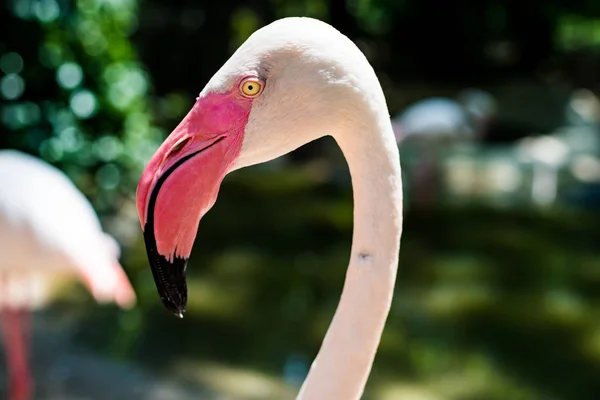 Portret van een Flamingo. Het concept van dieren in de dierentuin in Thailand. — Stockfoto
