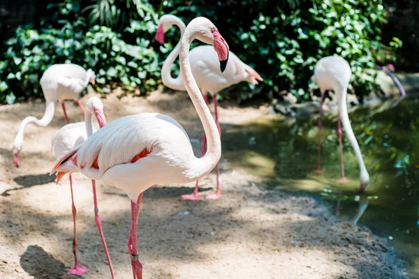 Pink flamingos on the lake. The concept of animals at the zoo in Thailand — Stock Photo, Image