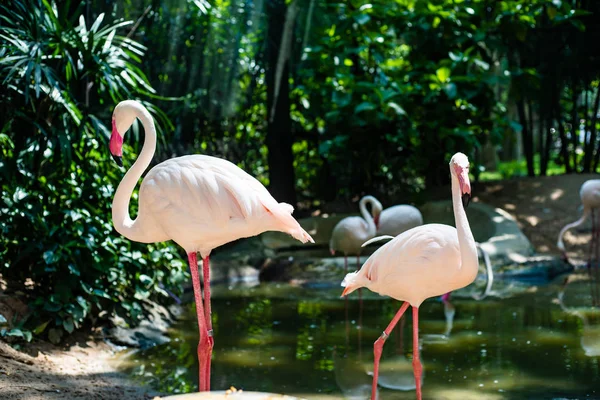 Roze flamingo's op het meer. Het concept van dieren in de dierentuin in Thailand — Stockfoto