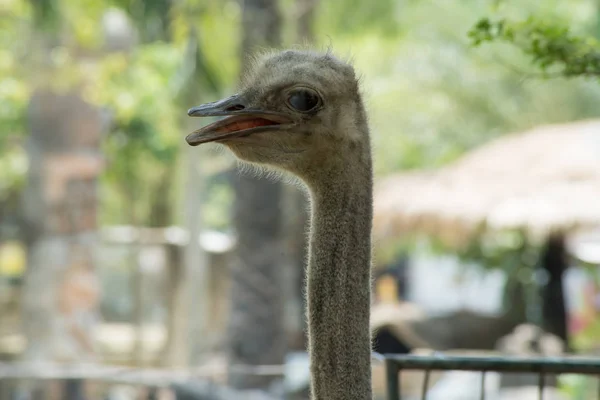 Avestruz. O conceito de animais no zoológico na Tailândia — Fotografia de Stock