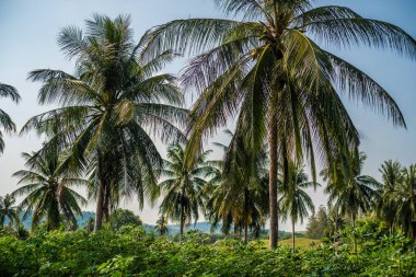 Palmiye korusu. Yaz tatili ve doğa seyahat macera konsepti