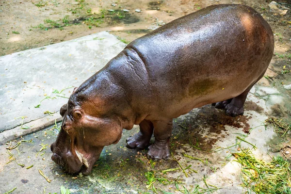 Hippopotamus i Zoo i Thailand. Koncept djur på Zoo — Stockfoto