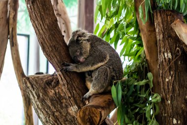 Güzel sevimli koala. Hayvanat bahçesinde hayvan kavramı