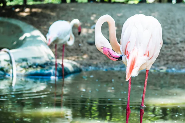 Pink flamingos on the lake. The concept of animals at the zoo — Stock Photo, Image