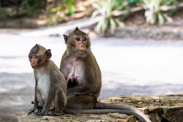 Family of monkeys. The concept of animals at the zoo in Thailand — Stock Photo, Image