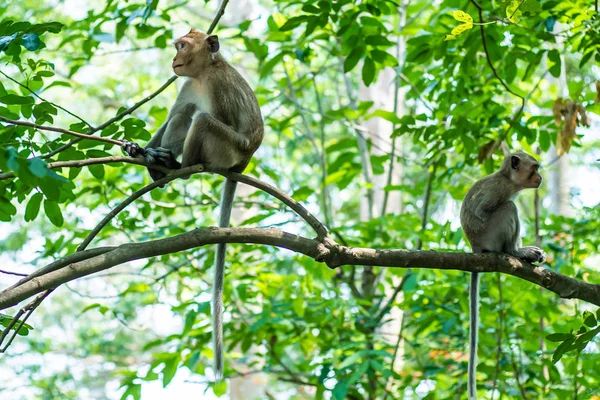 Two monkeys. Sitting back to back on a roof top and looking away. offended at each other. — Stock Photo, Image