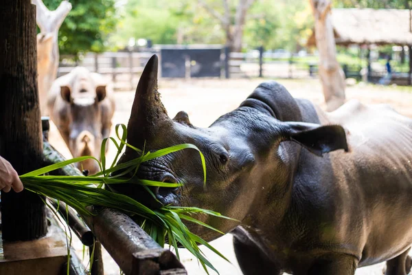 Porträtt av söt manlig tjur Rhino eller noshörning. Begreppet djur i Zoo — Stockfoto