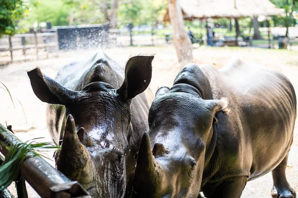Söt manlig tjur Rhino eller noshörning. Begreppet djur i Zoo — Stockfoto